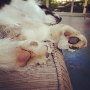 paws
